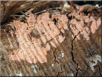 Ablsender Rindenschwamm - Cylindrobasidium laeve
