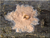 Ablsender Rindenschwamm - Cylindrobasidium laeve