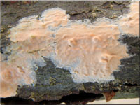 Ablsender Rindenschwamm - Cylindrobasidium laeve