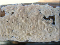 Ablsender Rindenschwamm - Cylindrobasidium laeve