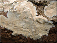 Ablsender Rindenschwamm - Cylindrobasidium laeve