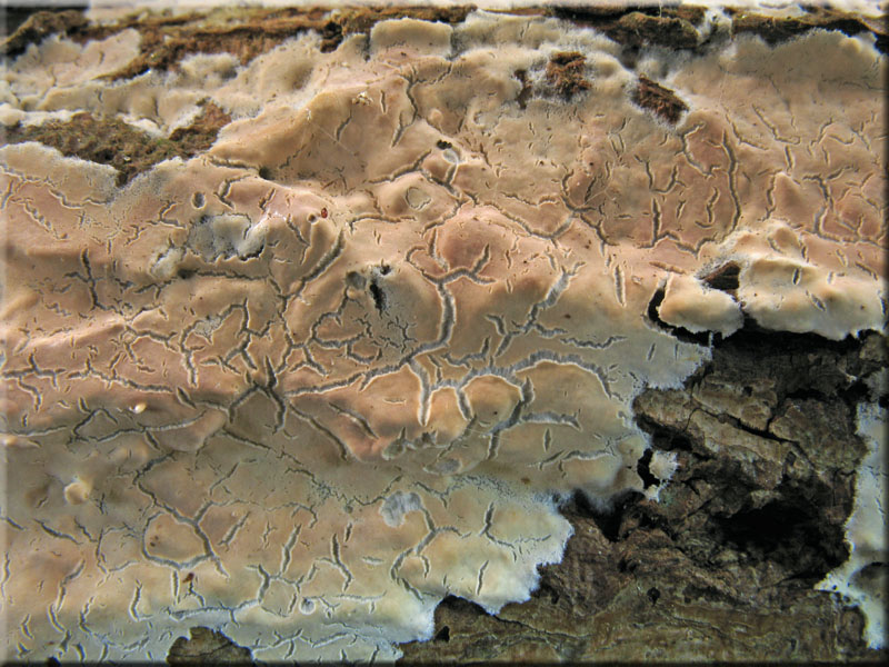 Ablsender Rindenschwamm - Cylindrobasidium laeve