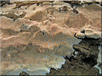 Ablsender Rindenschwamm - Cylindrobasidium laeve