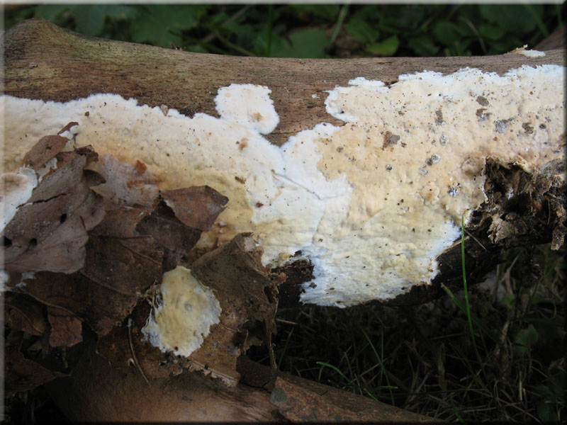 Ablsender Rindenschwamm - Cylindrobasidium laeve