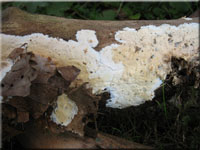 Ablsender Rindenschwamm - Cylindrobasidium laeve