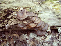 Austernseitling - Pleurotus ostreatus