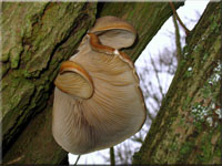 Austernseitling - Pleurotus ostreatus