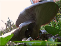 Austernseitling - Pleurotus ostreatus