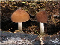 Schwarzschneidiger Dachpilz - Pluteus atromarginatus