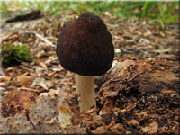 Schwarzschneidiger Dachpilz - Pluteus atromarginatus