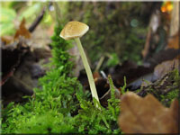 Senfgelber Dachpilz - Pluteus chrysophaeus