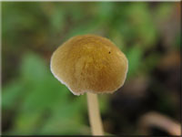 Senfgelber Dachpilz - Pluteus chrysophaeus