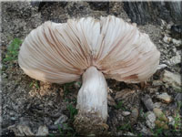 Braunschuppiger Dachpilz - Pluteus petasatus