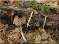 Runzeliger Dachpilz - Pluteus phlebophorus