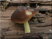 Gelbstieliger Dachpilz - Pluteus romellii