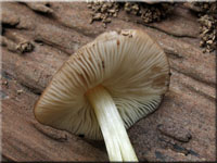 Gelbstieliger Dachpilz - Pluteus romellii