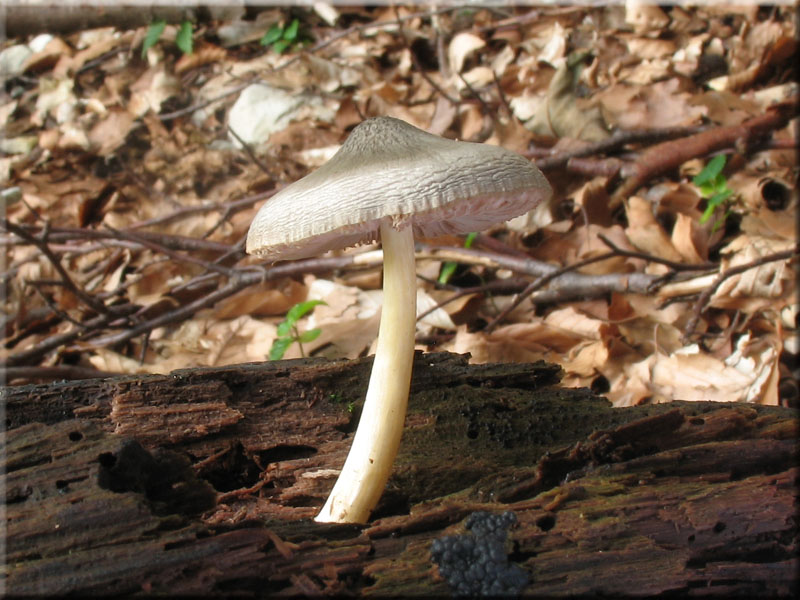 Gr�nlichgrauer Dachpilz - Pluteus salicinus