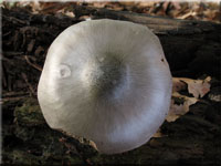 Grnlichgrauer Dachpilz - Pluteus salicinus