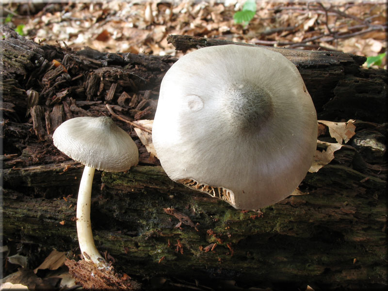 Gr�nlichgrauer Dachpilz - Pluteus salicinus