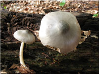 Grünlichgrauer Dachpilz - Pluteus salicinus