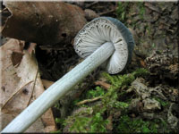 Graustieliger Adern-Dachpilz - Pluteus thomsonii