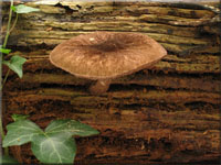 Schwarzflockiger Dachpilz - Pluteus umbrosus