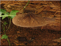 Schwarzflockiger Dachpilz - Pluteus umbrosus