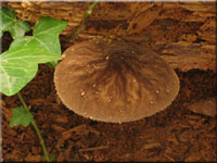 Schwarzflockiger Dachpilz - Pluteus umbrosus
