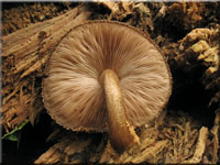 Schwarzflockiger Dachpilz - Pluteus umbrosus
