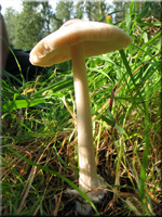 Volvariella gloiocephala