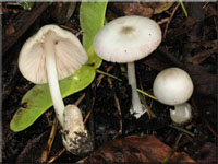 Mausgrauer Scheidling - Volvariella murinella