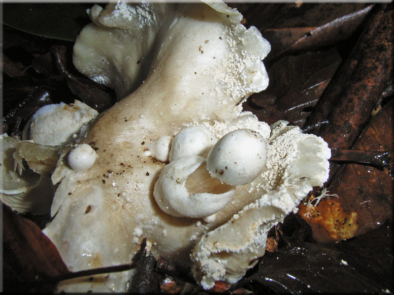 Volvariella surrecta 