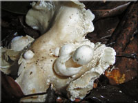 Volvariella surrecta 