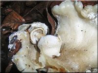 Volvariella surrecta 