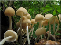 Schmalblttriger Mrbling - Psathyrella candolleana