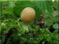 Schmalblttriger Mrbling - Psathyrella candolleana