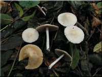 Schmalblttriger Mrbling - Psathyrella candolleana