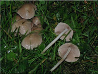 Schmalblttriger Mrbling - Psathyrella candolleana