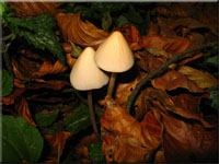 Grauhaariger Mürbling - Parasola conopileus 