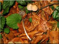 Grauhaariger M�rbling - Psathyrella conopilus 