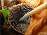 Grauhaariger M�rbling - Psathyrella conopilus 
