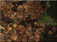 Wässriger Mürbling - Psathyrella piluliformis 
