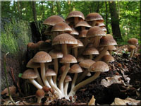 Wässriger Mürbling - Psathyrella piluliformis 