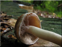 Wssriger Mrbling - Psathyrella piluliformis 