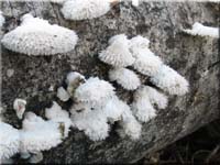 Spaltblättling - Schizophyllum commune