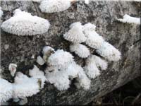 Spaltblttling - Schizophyllum commune