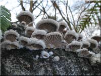 Spaltblttling - Schizophyllum commune