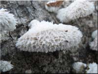 Spaltblttling - Schizophyllum commune