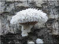 Spaltblttling - Schizophyllum commune