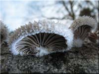 Spaltblttling - Schizophyllum commune